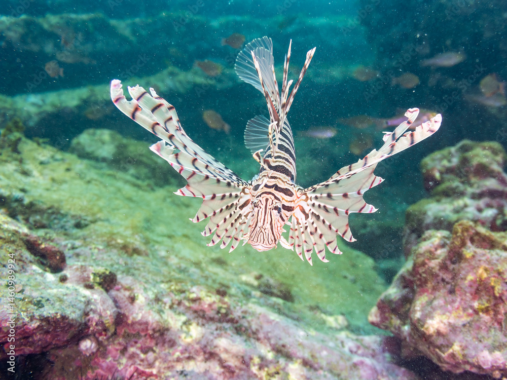 ミノカサゴ(ミノカサゴ亜科)
英名学名:Luna Lionfish, Pterois lunulata
荒井浜海岸三浦市神奈川県-2024