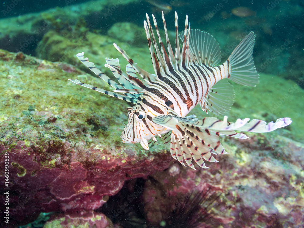 ミノカサゴ(ミノカサゴ亜科)
英名学名:Luna Lionfish, Pterois lunulata
荒井浜海岸三浦市神奈川県-2024