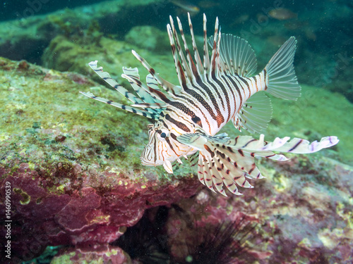 Obraz na płótnie ミノカサゴ(ミノカサゴ亜科)
英名学名:Luna Lionfish, Pterois lunulata
荒井浜海岸三浦市神奈川県-2024
w salonie