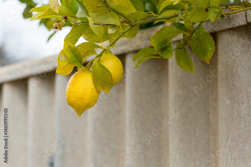 Yellow lemons hanging over boundary fence
