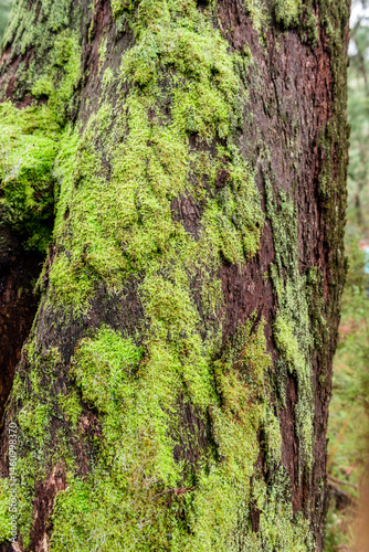green moss growing on tree
