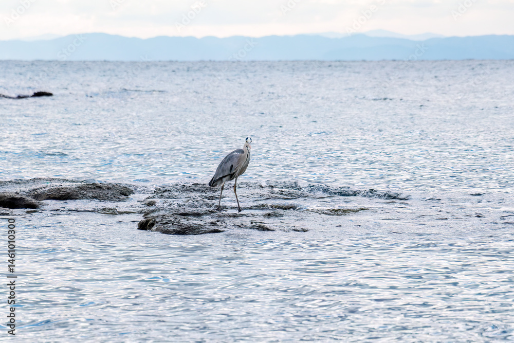 飛翔する美しいアオサギ(サギ科)
英名学名:Grey Heron (Ardea cinerea)
荒井浜海岸三浦市神奈川県-2024