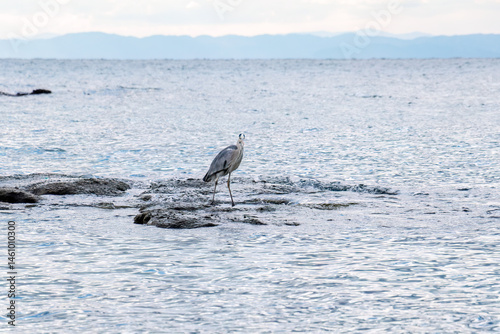 Obraz na płótnie 飛翔する美しいアオサギ(サギ科)
英名学名:Grey Heron (Ardea cinerea)
荒井浜海岸三浦市神奈川県-2024
w salonie