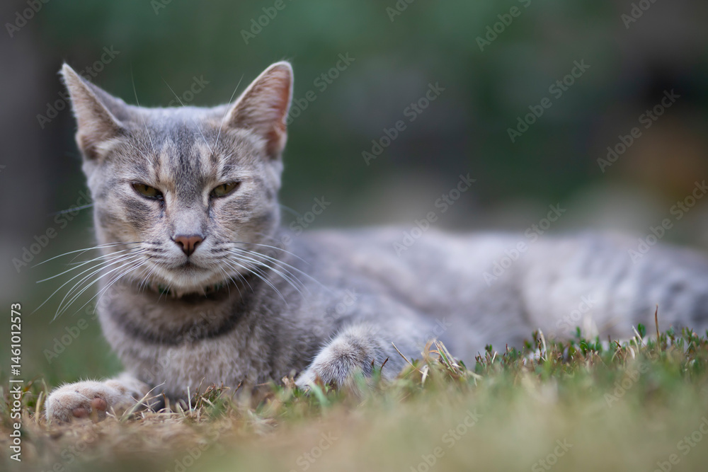Relaxed and happy cat gets pleasure basking in the summer sun