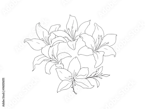 Beautiful Handcrafted Lilies Line Art for Floral Illustrations