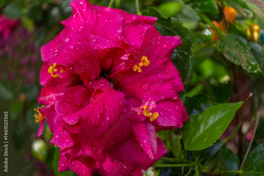 Obraz premium Hibiscus 