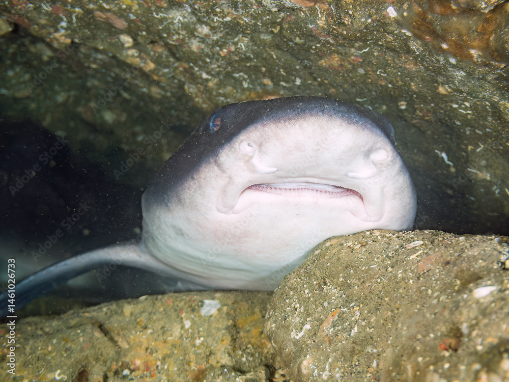 大きく美しいドチザメ(ドチザメ科)。
英名学名:Banded Houndshark, Triakis scyllium
牙が見えている。
群れで昼寝している。
荒井浜海岸三浦市神奈川県-2024