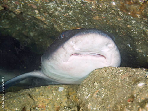Obraz na płótnie 大きく美しいドチザメ(ドチザメ科)。
英名学名:Banded Houndshark, Triakis scyllium
牙が見えている。
群れで昼寝している。
荒井浜海岸三浦市神奈川県-2024
w salonie