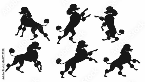 Beautiful Collection of Stylish Black Poodle Silhouettes Showing Dynamic Dog Poses Action Including Jumping Dancing and Walking Art Illustration Design