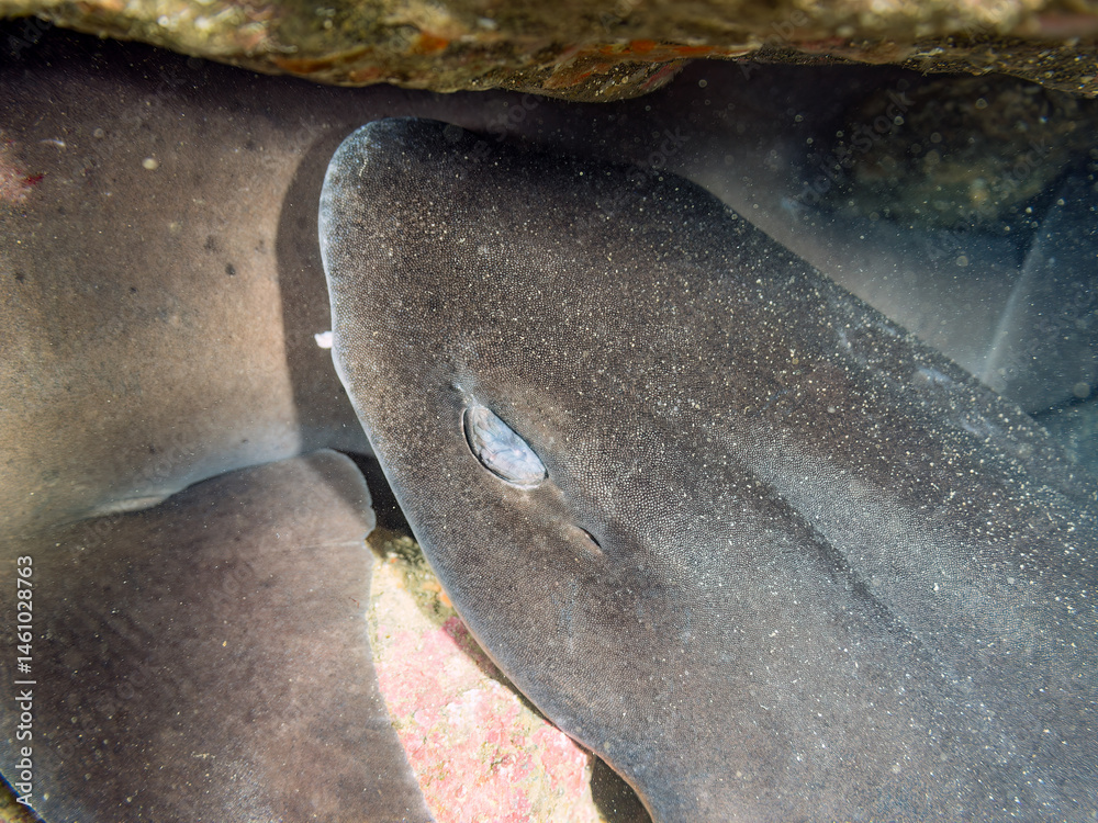 大きく美しいドチザメ(ドチザメ科)。
英名学名:Banded Houndshark, Triakis scyllium
群れで昼寝している。
荒井浜海岸三浦市神奈川県-2024