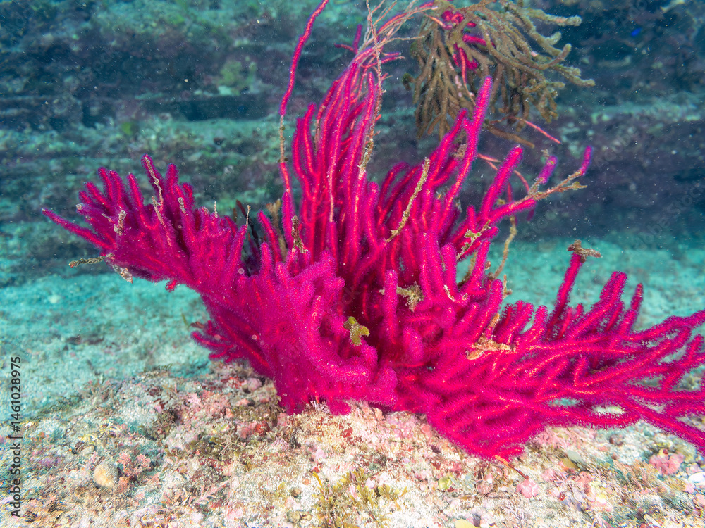赤く大きなソフトコーラル、フトヤギ(ホソヤギ科)。
英名学名:soft coral (Euplexaura crassa).
荒井浜海岸三浦市神奈川県-2024