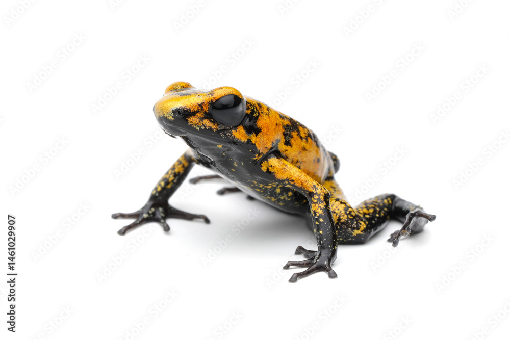 Obraz premium Phyllobates terribilis
