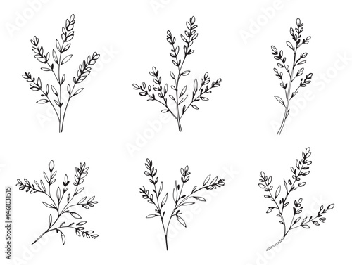 Lavender branch sketch line art botanical drawing for design use