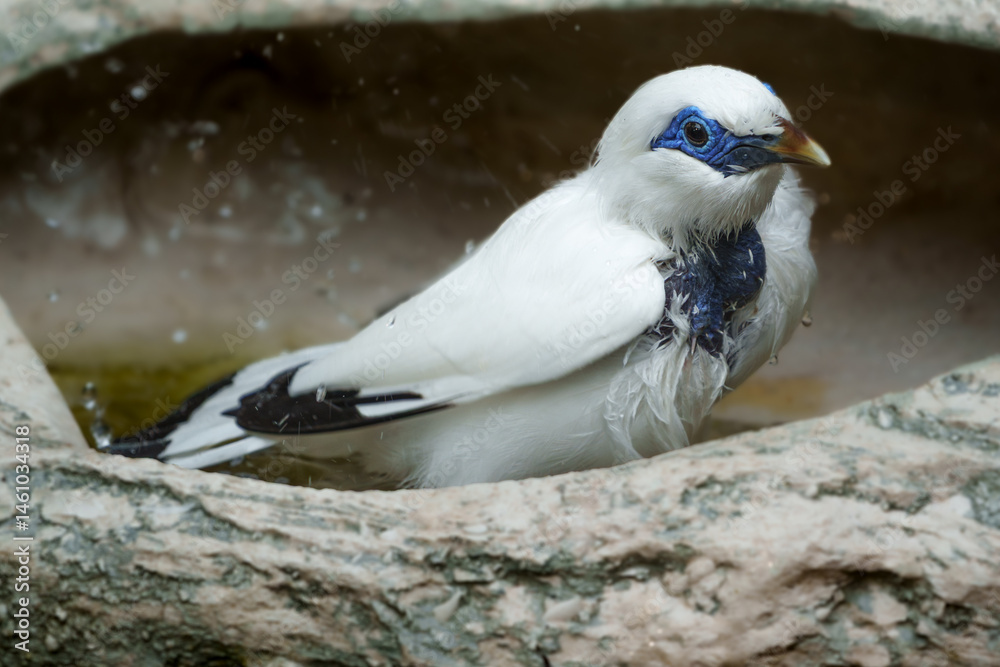 Fototapeta premium Wildlife photography of birds in Hong Kong park and Shenzhen bay