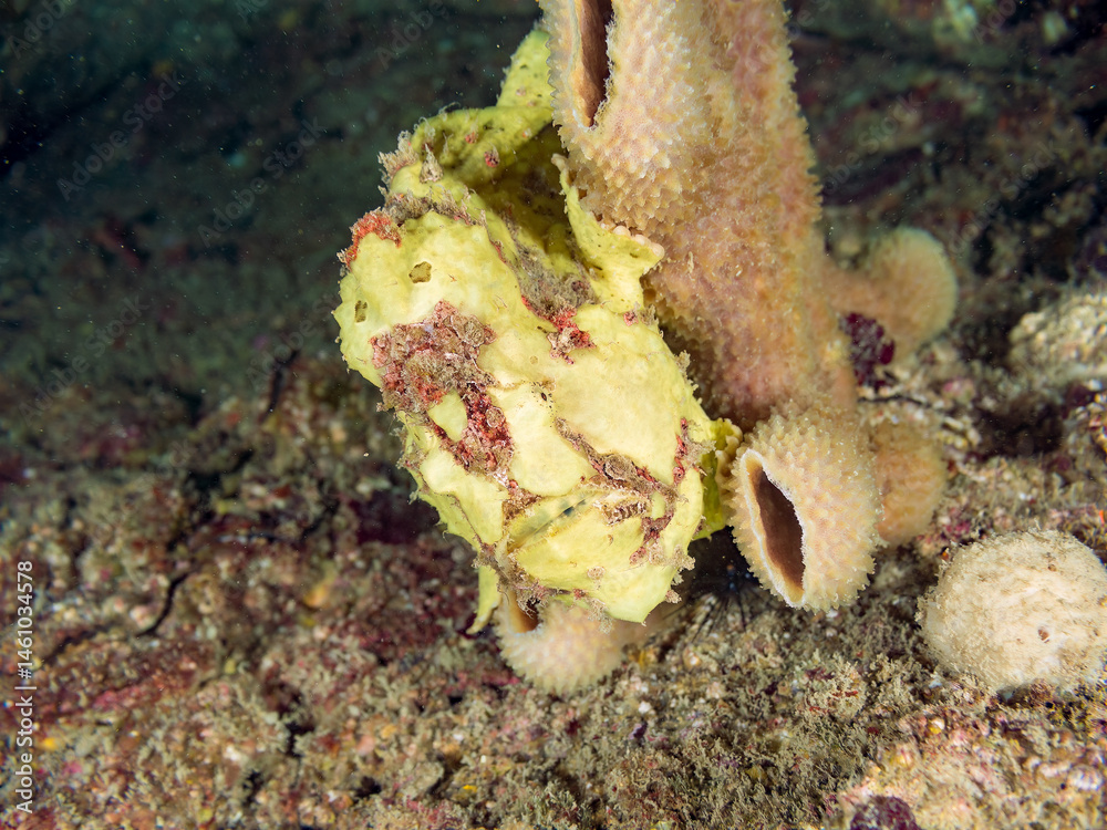 エスカ(触手)を振って小魚を呼び寄せて狩る、可愛いイロカエルアンコウ(カエルアンコウ科)の幼魚。
英名学名:Painted frogfish (Antennarius pictus)
大きなカイメンに乗っている。
荒井浜海岸三浦市神奈川県-2024
