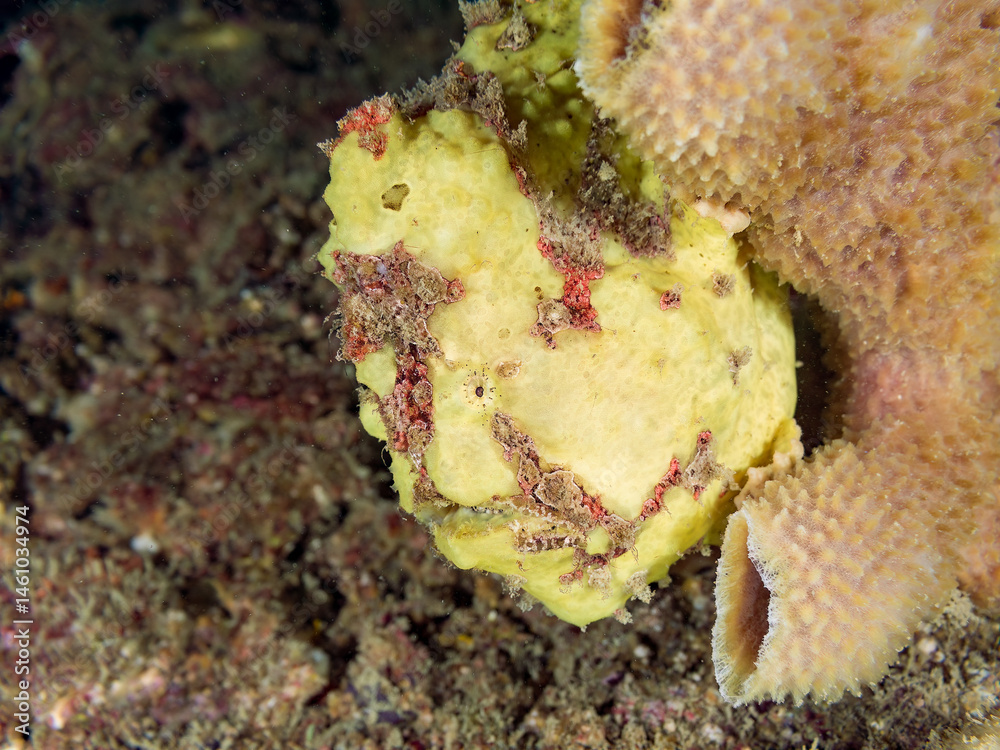 エスカ(触手)を振って小魚を呼び寄せて狩る、可愛いイロカエルアンコウ(カエルアンコウ科)の幼魚。
英名学名:Painted frogfish (Antennarius pictus)
大きなカイメンに乗っている。
荒井浜海岸三浦市神奈川県-2024