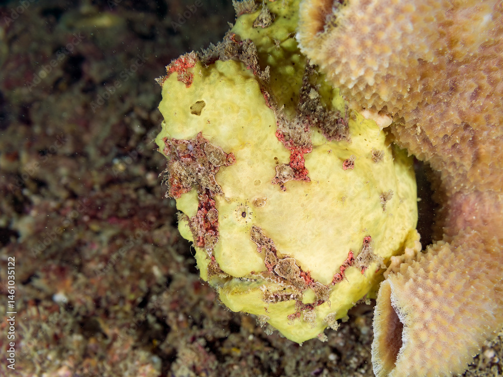 エスカ(触手)を振って小魚を呼び寄せて狩る、可愛いイロカエルアンコウ(カエルアンコウ科)の幼魚。
英名学名:Painted frogfish (Antennarius pictus)
大きなカイメンに乗っている。
荒井浜海岸三浦市神奈川県-2024