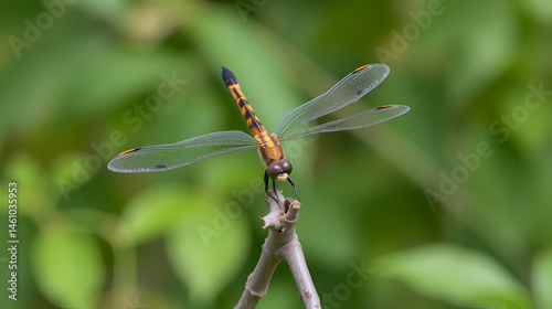 Dragonfly with delicate, clear wings with black spots at the tip perched on a tree branch