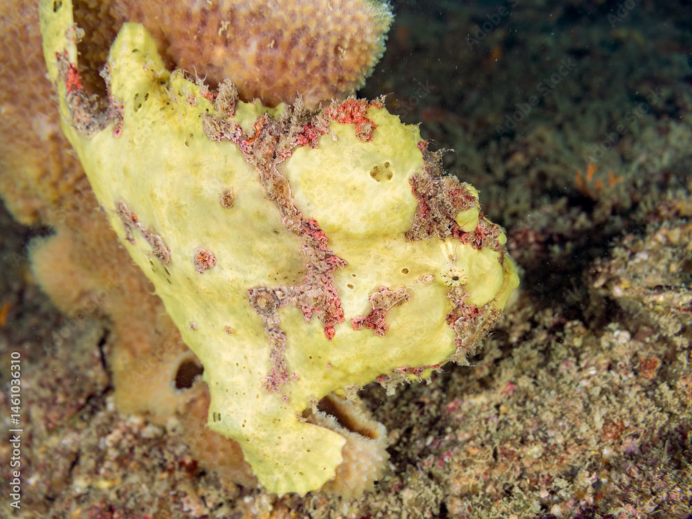 エスカ(触手)を振って小魚を呼び寄せて狩る、可愛いイロカエルアンコウ(カエルアンコウ科)の幼魚。
英名学名:Painted frogfish (Antennarius pictus)
大きなカイメンに乗っている。
荒井浜海岸三浦市神奈川県-2024