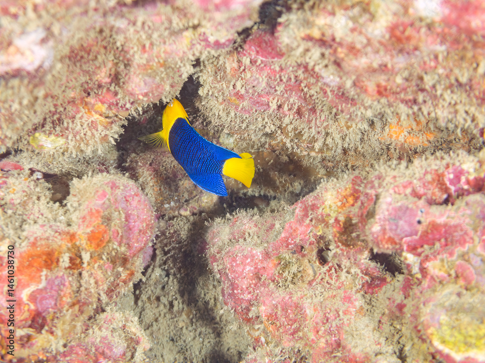 可愛いソメワケヤッコ(キンチャクダイ科)の幼魚他。
英名学名:Bicolor angelfish (Centropyge bicolor)
荒井浜海岸三浦市神奈川県-2024