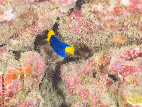 Obraz na płótnie 可愛いソメワケヤッコ(キンチャクダイ科)の幼魚他。
英名学名:Bicolor angelfish (Centropyge bicolor)
荒井浜海岸三浦市神奈川県-2024
w salonie