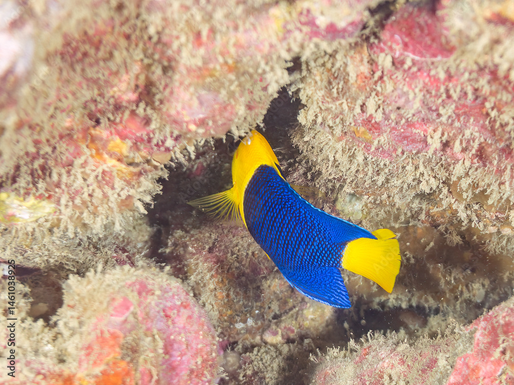 可愛いソメワケヤッコ(キンチャクダイ科)の幼魚他。
英名学名:Bicolor angelfish (Centropyge bicolor)
荒井浜海岸三浦市神奈川県-2024