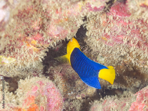 Obraz na płótnie 可愛いソメワケヤッコ(キンチャクダイ科)の幼魚他。
英名学名:Bicolor angelfish (Centropyge bicolor)
荒井浜海岸三浦市神奈川県-2024
w salonie
