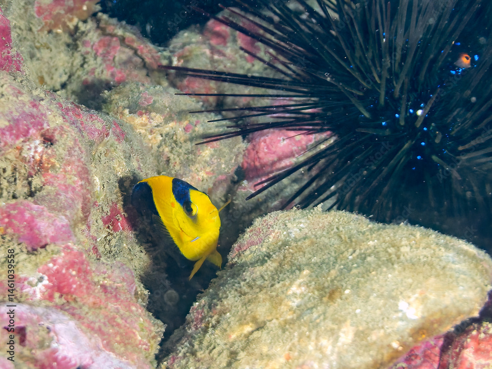 可愛いソメワケヤッコ(キンチャクダイ科)の幼魚他。
英名学名:Bicolor angelfish (Centropyge bicolor)
荒井浜海岸三浦市神奈川県-2024