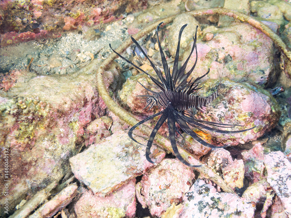 美しいハナミノカサゴ(ミノカサゴ亜科)の幼魚。
黒変種。
英名学名:Red Lionfish (Pterois volitans)
荒井浜海岸三浦市神奈川県-2024