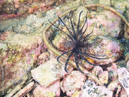 Obraz na płótnie 美しいハナミノカサゴ(ミノカサゴ亜科)の幼魚。
黒変種。
英名学名:Red Lionfish (Pterois volitans)
荒井浜海岸三浦市神奈川県-2024
w salonie