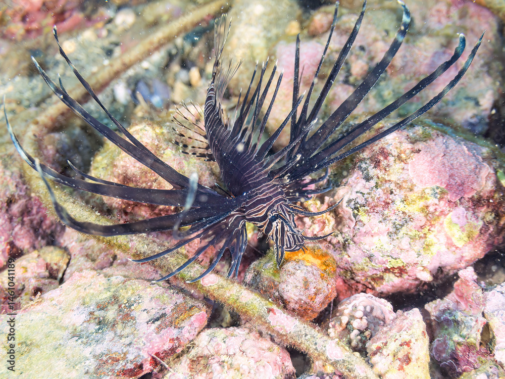 美しいハナミノカサゴ(ミノカサゴ亜科)の幼魚。
黒変種。
英名学名:Red Lionfish (Pterois volitans)
荒井浜海岸三浦市神奈川県-2024