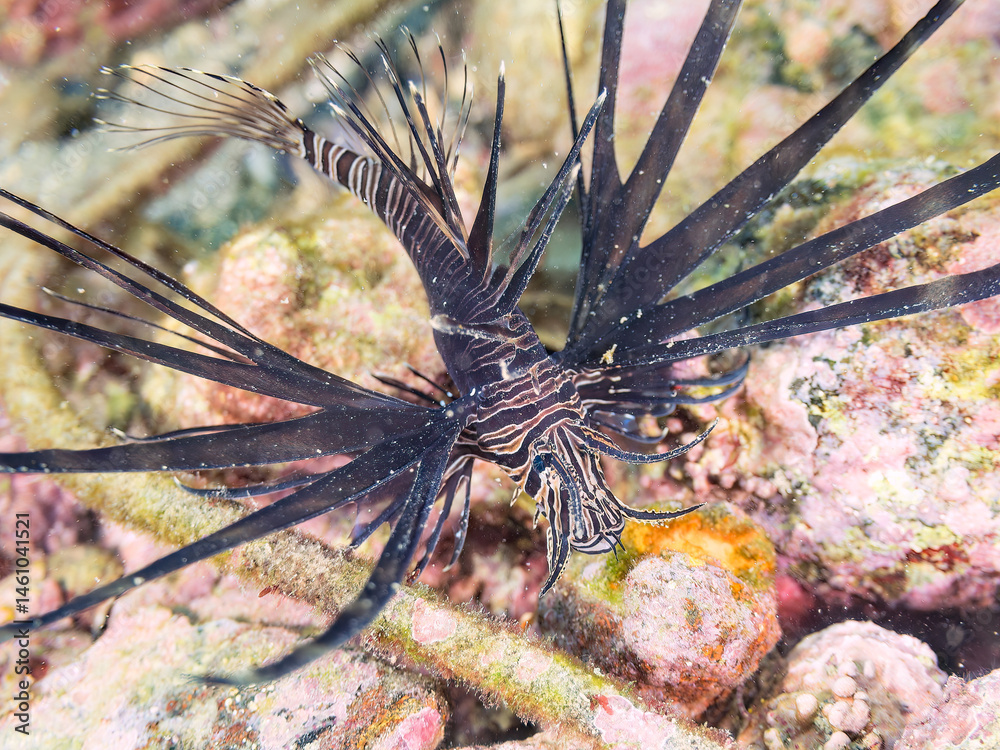 美しいハナミノカサゴ(ミノカサゴ亜科)の幼魚。
黒変種。
英名学名:Red Lionfish (Pterois volitans)
荒井浜海岸三浦市神奈川県-2024