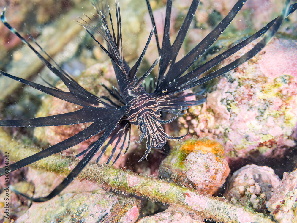 美しいハナミノカサゴ(ミノカサゴ亜科)の幼魚。
黒変種。
英名学名:Red Lionfish (Pterois volitans)
荒井浜海岸三浦市神奈川県-2024