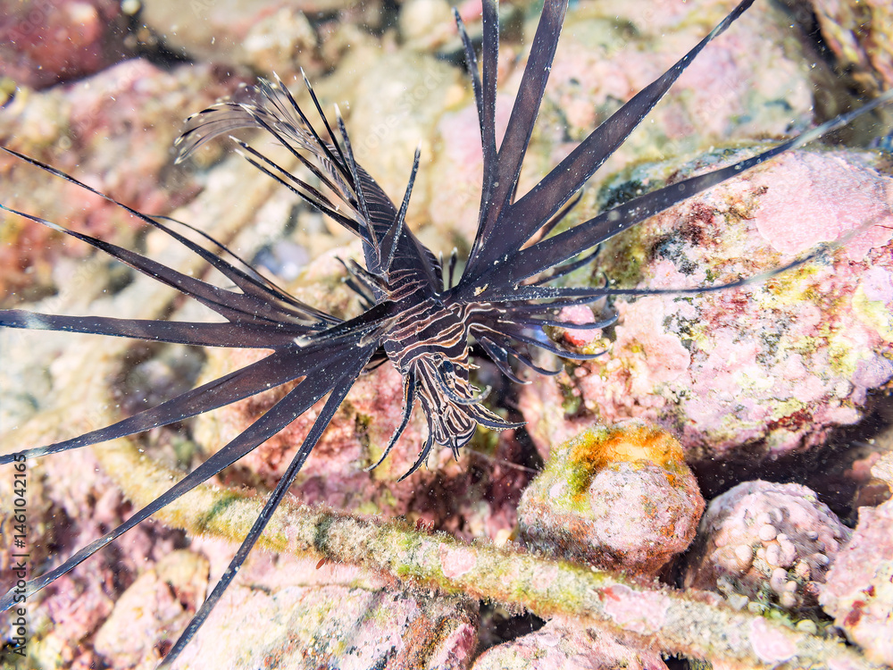 美しいハナミノカサゴ(ミノカサゴ亜科)の幼魚。
黒変種。
英名学名:Red Lionfish (Pterois volitans)
荒井浜海岸三浦市神奈川県-2024