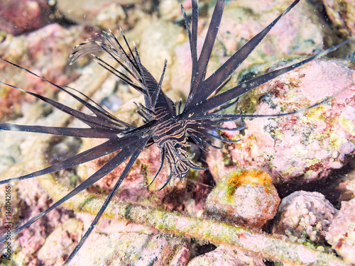 Obraz na płótnie 美しいハナミノカサゴ(ミノカサゴ亜科)の幼魚。
黒変種。
英名学名:Red Lionfish (Pterois volitans)
荒井浜海岸三浦市神奈川県-2024
w salonie