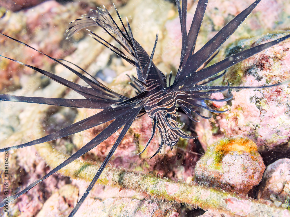 美しいハナミノカサゴ(ミノカサゴ亜科)の幼魚。
黒変種。
英名学名:Red Lionfish (Pterois volitans)
荒井浜海岸三浦市神奈川県-2024