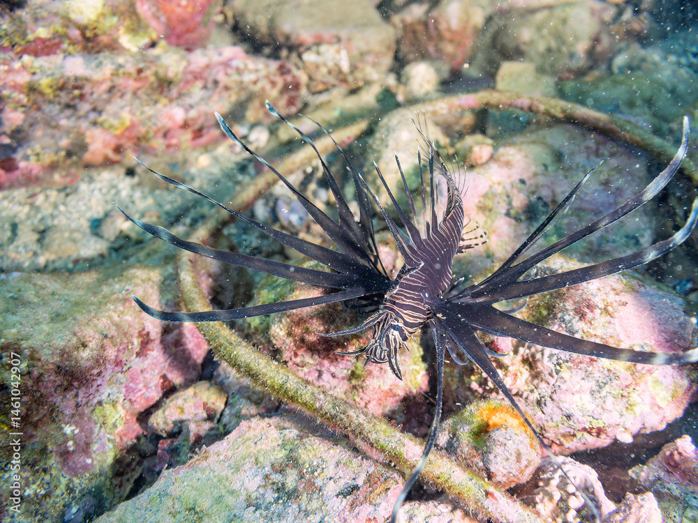 美しいハナミノカサゴ(ミノカサゴ亜科)の幼魚。
黒変種。
英名学名:Red Lionfish (Pterois volitans)
荒井浜海岸三浦市神奈川県-2024