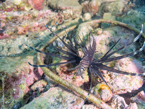 Obraz na płótnie 美しいハナミノカサゴ(ミノカサゴ亜科)の幼魚。
黒変種。
英名学名:Red Lionfish (Pterois volitans)
荒井浜海岸三浦市神奈川県-2024
w salonie