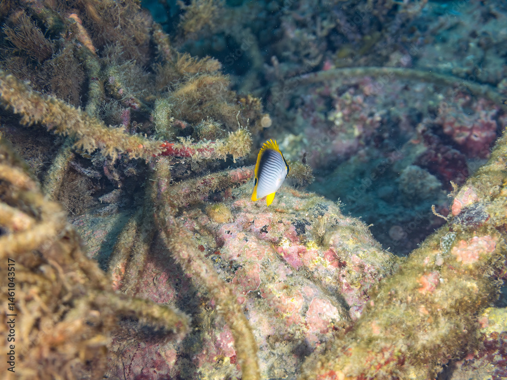 美しいアケボノチョウチョウウオ(チョウチョウオ科)の幼魚他。
英名学名:Blackback Butterflyfish, Chaetodon melannotus
荒井浜海岸三浦市神奈川県-2024