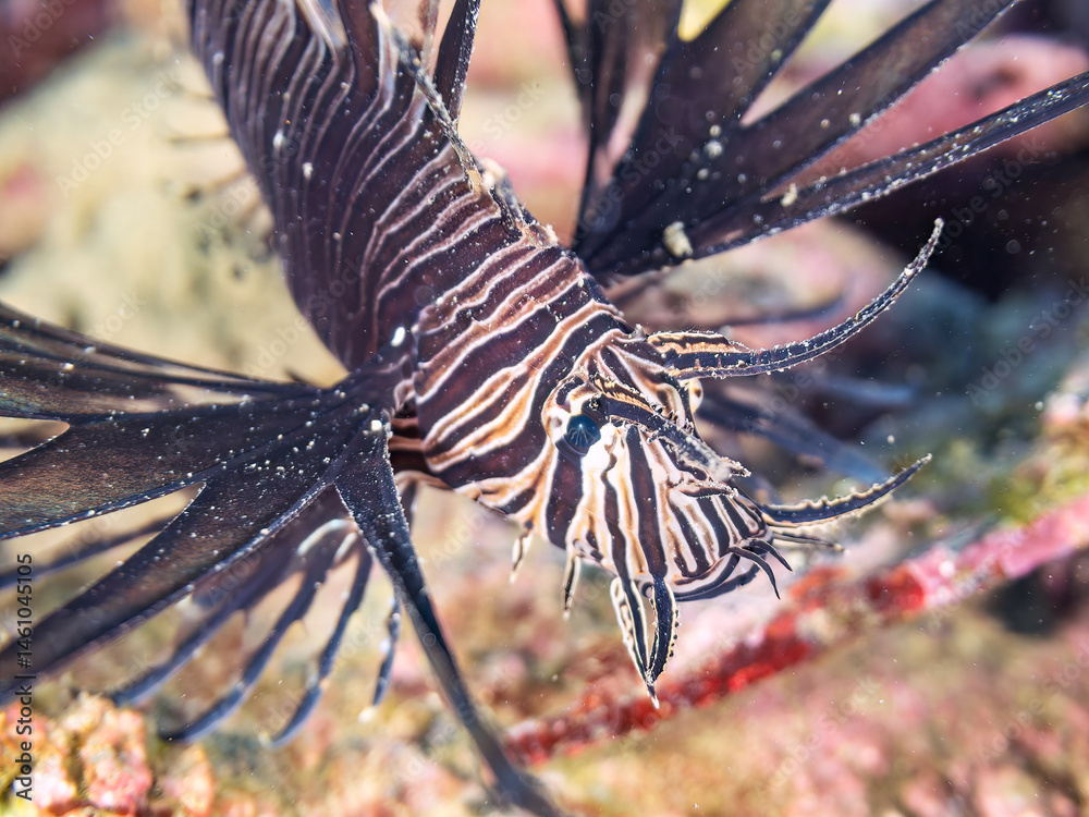 美しいハナミノカサゴ(ミノカサゴ亜科)の幼魚。
黒変種。
英名学名:Red Lionfish (Pterois volitans)
荒井浜海岸三浦市神奈川県-2024
