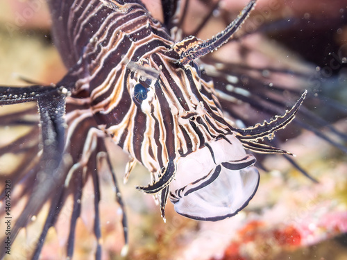 美しいハナミノカサゴ（ミノカサゴ亜科）の幼魚。
黒変種。
英名学名：Red Lionfish (Pterois volitans)
荒井浜海岸三浦市神奈川県-2024
