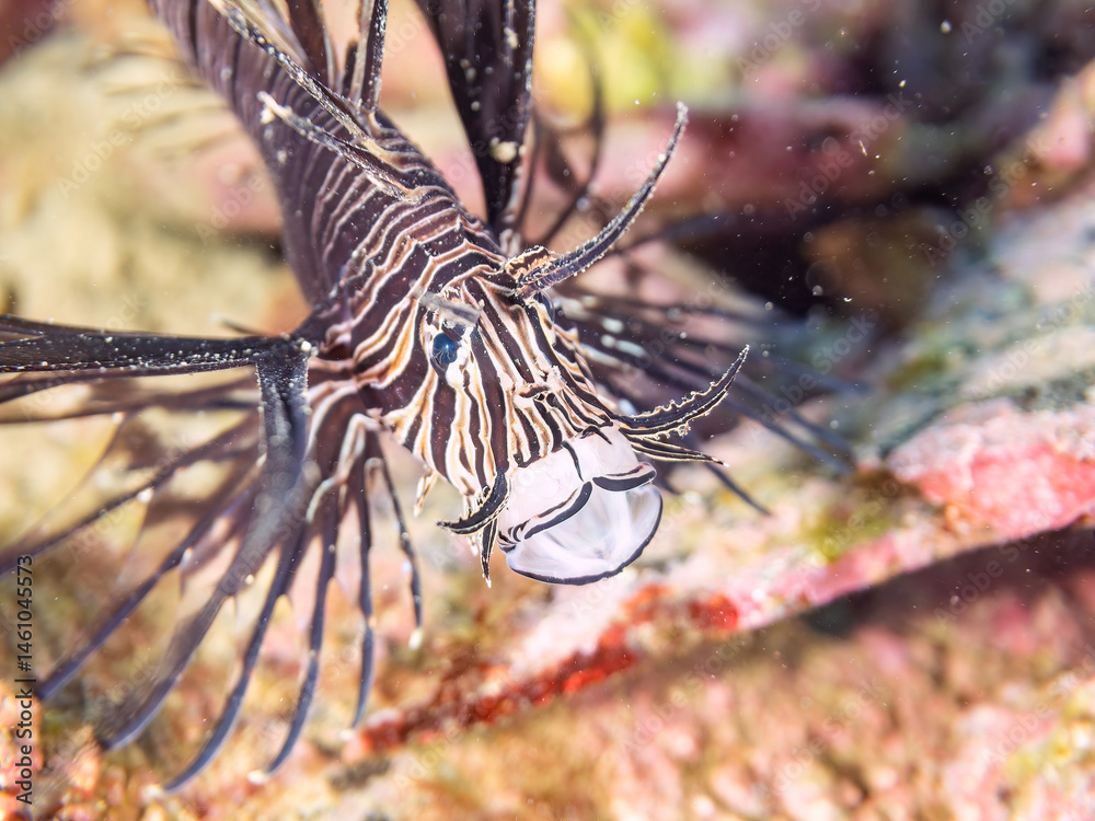 美しいハナミノカサゴ(ミノカサゴ亜科)の幼魚。
黒変種。
英名学名:Red Lionfish (Pterois volitans)
荒井浜海岸三浦市神奈川県-2024