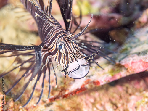 Obraz na płótnie 美しいハナミノカサゴ(ミノカサゴ亜科)の幼魚。
黒変種。
英名学名:Red Lionfish (Pterois volitans)
荒井浜海岸三浦市神奈川県-2024
w salonie