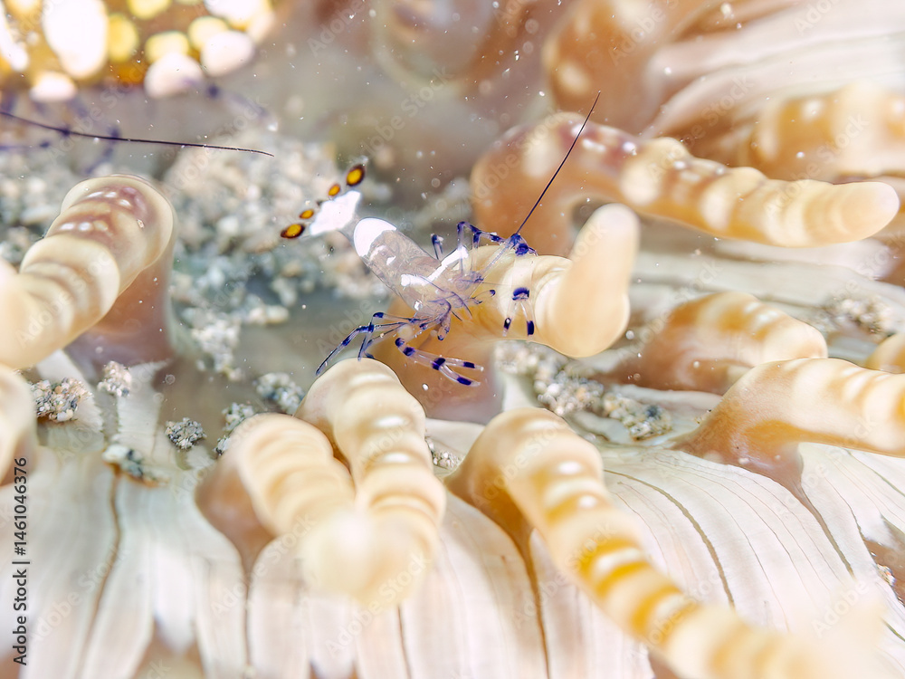 イソギンチャクカクレエビ(テナガエビ科), Anemone shrimp, Ancylocaris brevicarpalis,
シマキッカイソギンチャク(ウメボシイソギンチャク科)に住んでいる。
荒井浜海岸三浦市神奈川県-2024