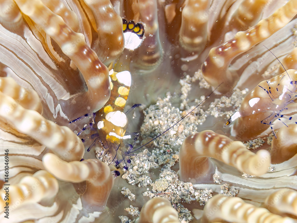 イソギンチャクカクレエビ(テナガエビ科), Anemone shrimp, Ancylocaris brevicarpalis,
シマキッカイソギンチャク(ウメボシイソギンチャク科)に住んでいる。
荒井浜海岸三浦市神奈川県-2024