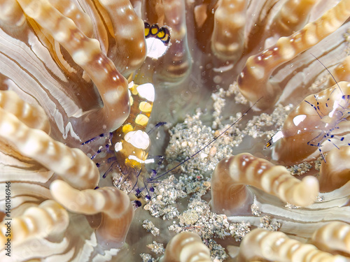 Obraz na płótnie イソギンチャクカクレエビ(テナガエビ科), Anemone shrimp, Ancylocaris brevicarpalis,
シマキッカイソギンチャク(ウメボシイソギンチャク科)に住んでいる。
荒井浜海岸三浦市神奈川県-2024
w salonie