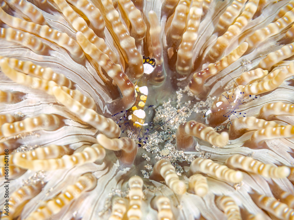 イソギンチャクカクレエビ(テナガエビ科), Anemone shrimp, Ancylocaris brevicarpalis,
シマキッカイソギンチャク(ウメボシイソギンチャク科)に住んでいる。
荒井浜海岸三浦市神奈川県-2024
