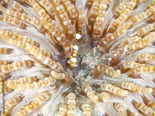 Obraz na płótnie イソギンチャクカクレエビ(テナガエビ科), Anemone shrimp, Ancylocaris brevicarpalis,
シマキッカイソギンチャク(ウメボシイソギンチャク科)に住んでいる。
荒井浜海岸三浦市神奈川県-2024
w salonie