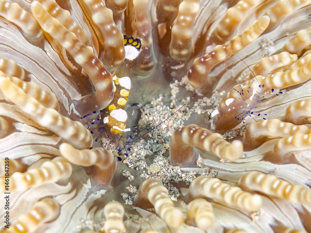 イソギンチャクカクレエビ(テナガエビ科), Anemone shrimp, Ancylocaris brevicarpalis,
シマキッカイソギンチャク(ウメボシイソギンチャク科)に住んでいる。
荒井浜海岸三浦市神奈川県-2024