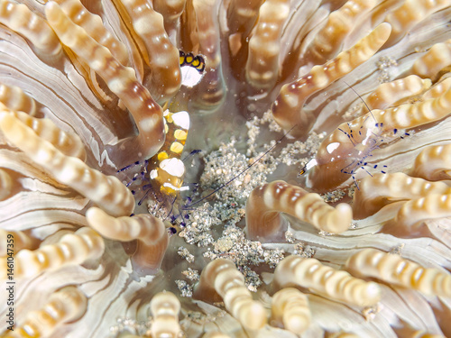 Obraz na płótnie イソギンチャクカクレエビ(テナガエビ科), Anemone shrimp, Ancylocaris brevicarpalis,
シマキッカイソギンチャク(ウメボシイソギンチャク科)に住んでいる。
荒井浜海岸三浦市神奈川県-2024
w salonie